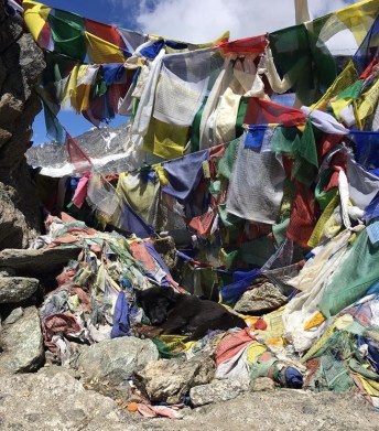 Gokyo Ri - puppy sleeping